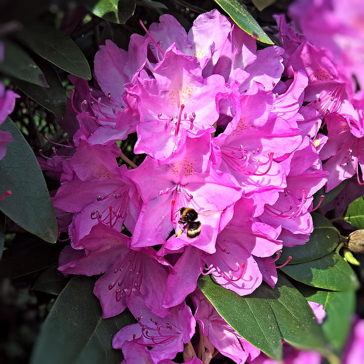 Rhododendron, õis, Bloom, roosa, lilled tolmukate, Hummel, otsides
