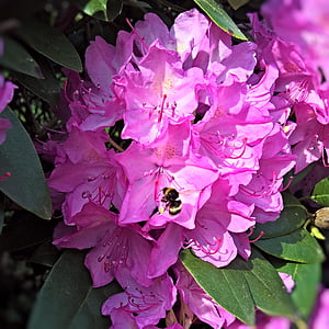 Rhododendron, zieds, Bloom, rozā, putekšņlapas ziedi, Hummel, kas meklē barību