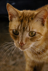 cat, ginger, eyes, whiskers, fur, domestic Cat, animal