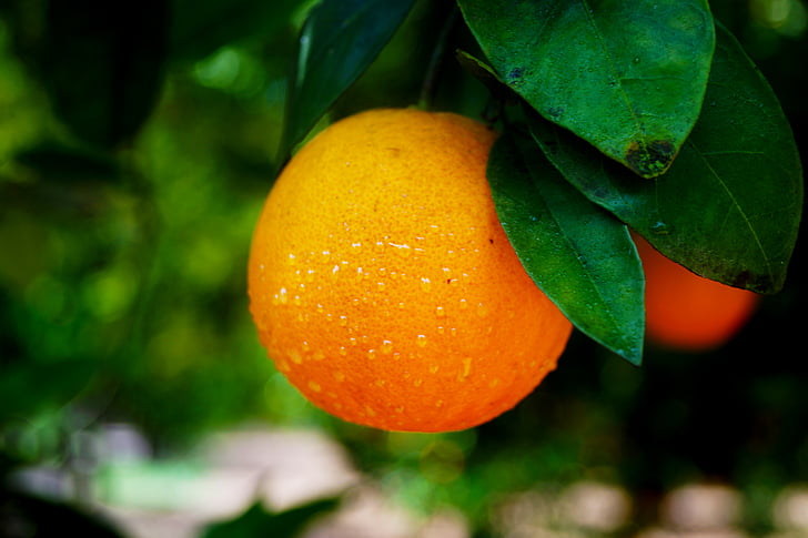 oranž, puu, toidu, värske, tervise, orgaaniliste, Antalya