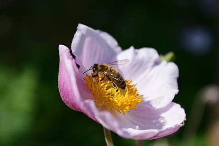 Anemone, Anemone nemorosa, pčela, cvijet, cvatu, bijeli, Zatvori