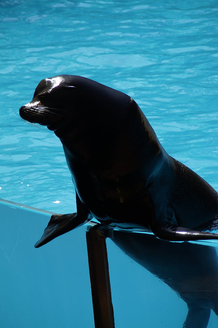 zoo, sea lion, males, male, strong, supportive, in support