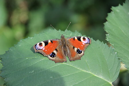 Peacock butterfly, tauriņš, atstāj, kukainis, aizveriet, daba, puķe
