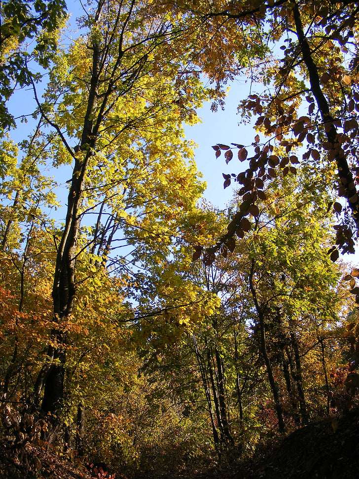 rudenį, miško, aukso, lapai, raudona, aprūdijęs, medžiai