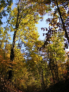 őszi, erdő, arany, levelek, piros, rozsdás, fák
