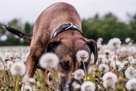 dog, field, animal, hundeportrait, snout, head, young dog