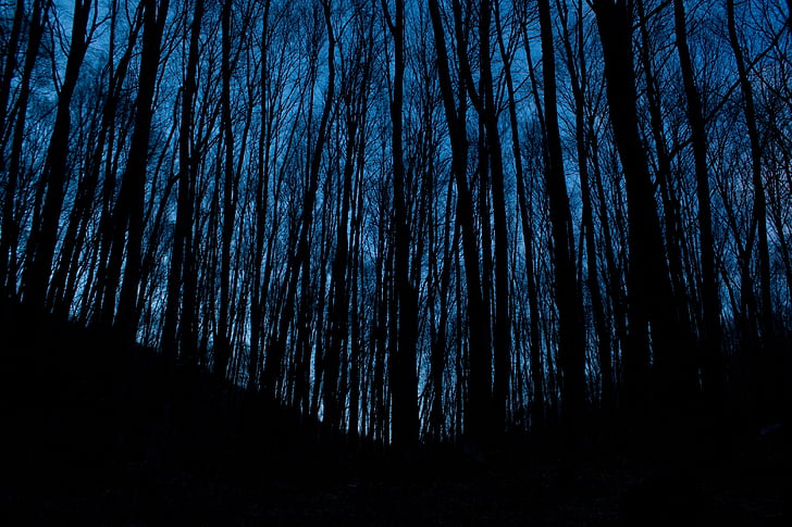 low, angle, photo, silhouette, trees, wood, forest