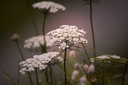 wild carrot, flowers, white, plant, wild plant, pointed flower, nature