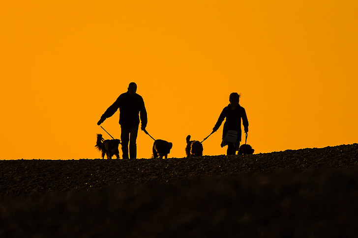 beach, sunset, people, dogs, silhouettes, a couple of, romantic