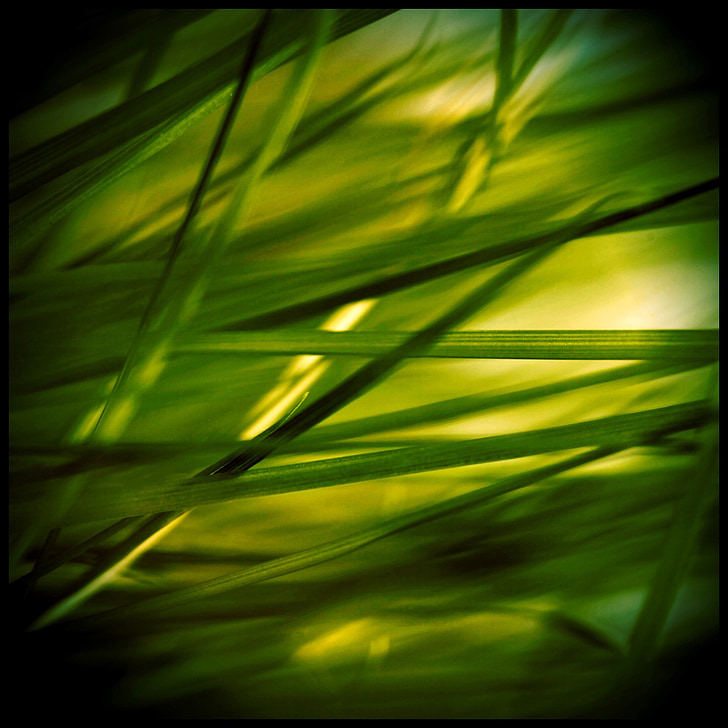 cỏ, đá, cỏ, Reed, thực vật, màu xanh lá cây, Thiên nhiên