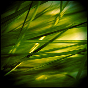 gras, steen, grassen, reed, plant, groen, natuur