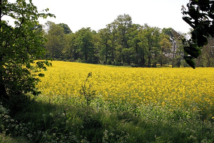 rape field, oilseed rape, agricultural plant, scenery, cultivation, countryside, yellow