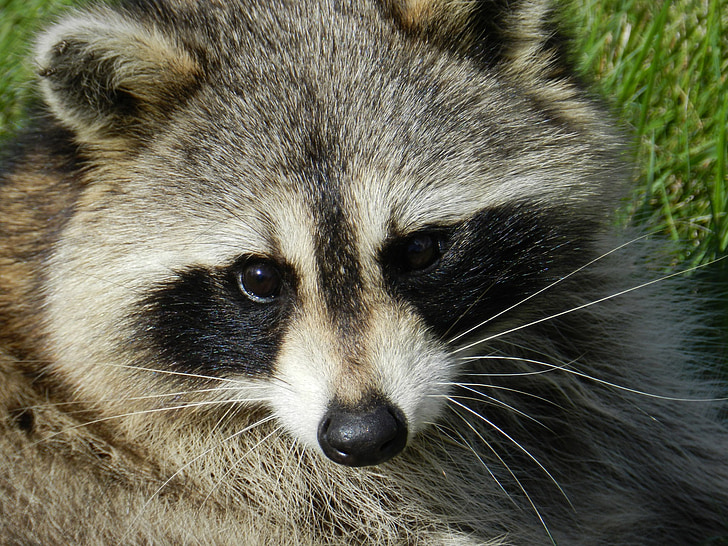 raccoon, animal, procyon lotor, common raccoon, north american raccoon, northern raccoon, coon