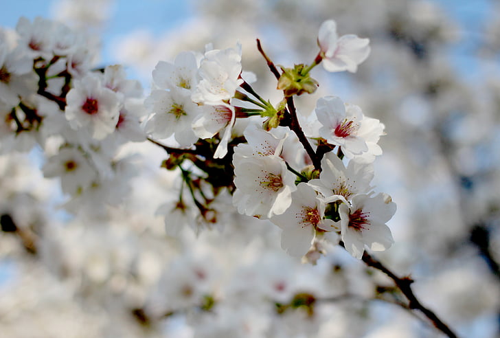 primavera, flor del cirerer, Sakura, flors