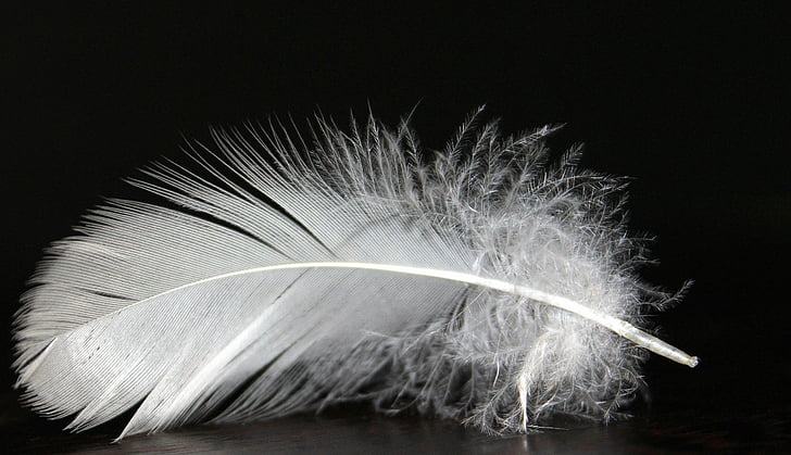 lente, Feather pluis, wit, pluizig, zachte, veren van de vogel, fluffity