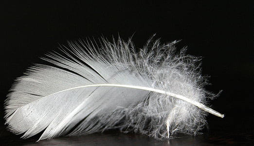 mùa xuân, Feather fluff, trắng, fluffy, mềm mại, lông chim, fluffity