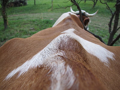 mucca, a quattro zampe, animale, animali da fattoria, capelli, Corno, ungulati