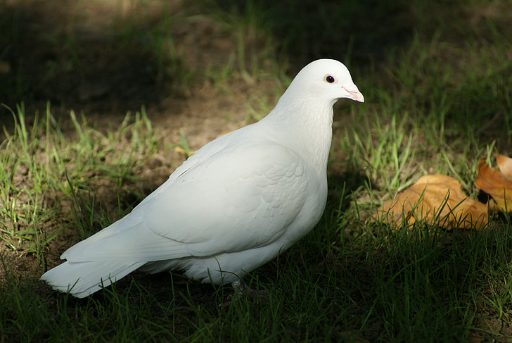Dove, ptak, nadzieję, że, duchowość, religia, pokoju, Dom