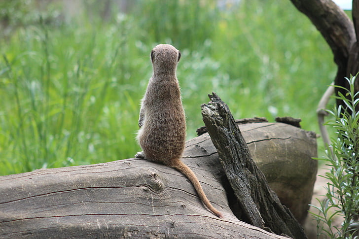 Meerkat, sesalci, krzno, radoveden, Tiergarten, živali, prosto živeče živali