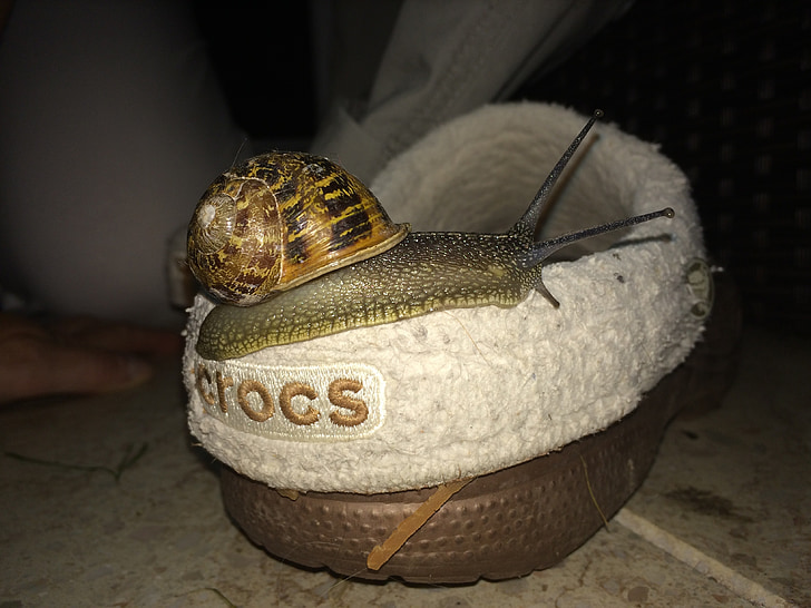 snail, crocs, shoe