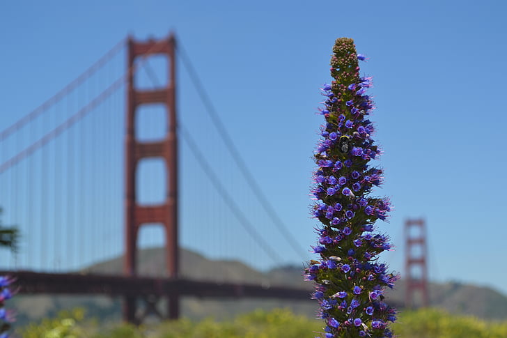 kék, blur, híd, közeli kép:, virágok, Golden gate híd, növény