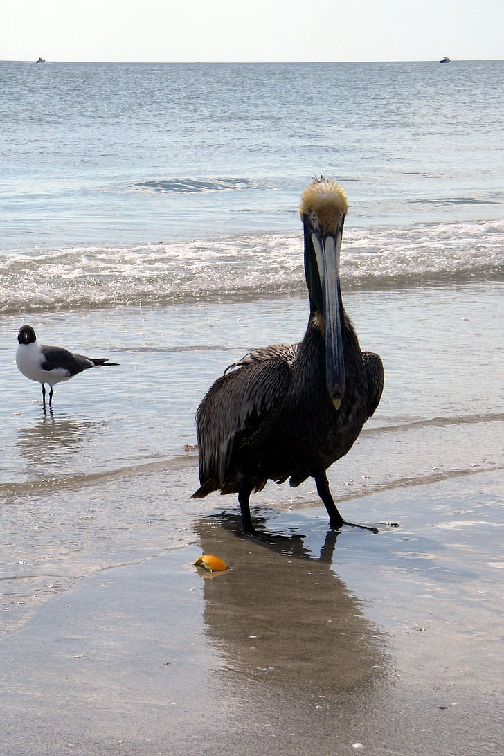 pelikanas, paplūdimys, rudos spalvos pelikanas pelecanidae, Irklakojiniai paukščiai, paukščius, Karibai, Pelikanai