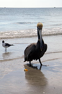 pelikāns, pludmale, brūns pelikāns pelecanidae, Pelikānveidīgie, valsts putnu, Karību jūras valstis, Pelicans