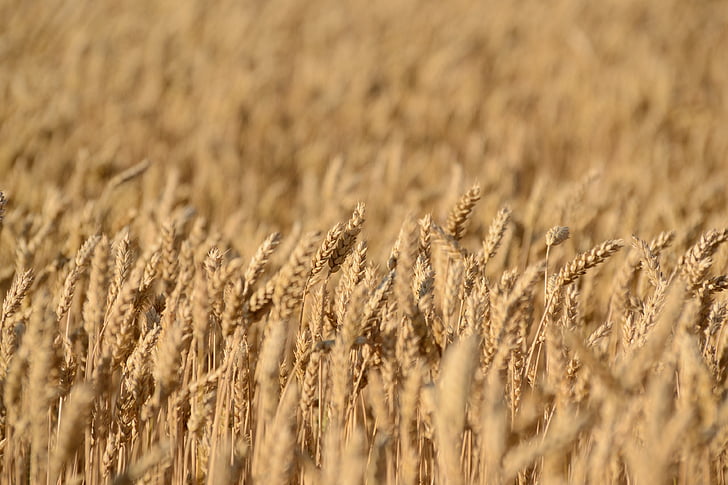 crops, field, wheat, rye, agriculture