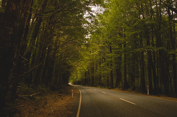 vía, rodeado, árboles, carreteras, Calzada del bosque, Ruta de carretera, bosque