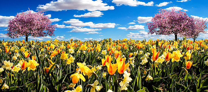 osterglocken, gada pavasarī pļavā, narcises, Pavasaris, tulpes, ziedi, zieds
