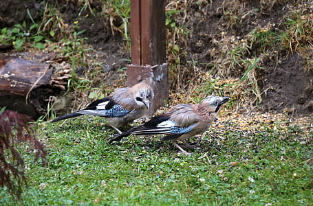 jay, bird, foraging, feather, plumage, doubles, nature