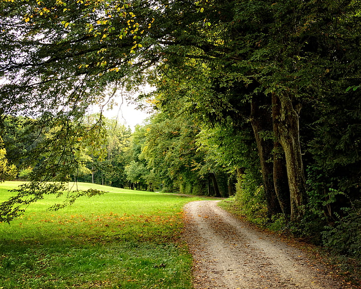 離れて, レーン, 秋, 森の小道, フォレスト, 自然, 道を風景します。