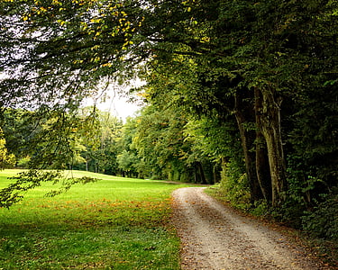 distancia, Lane, otoño, sendero del bosque, bosque, naturaleza, camino del paisaje