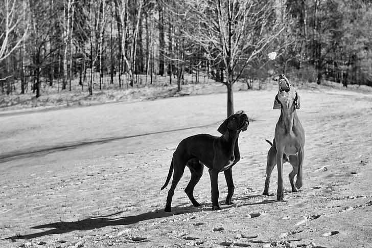 Braque de Weimar, montres, chiot Dogue Allemand, chien, animal, animaux de compagnie, noir et blanc