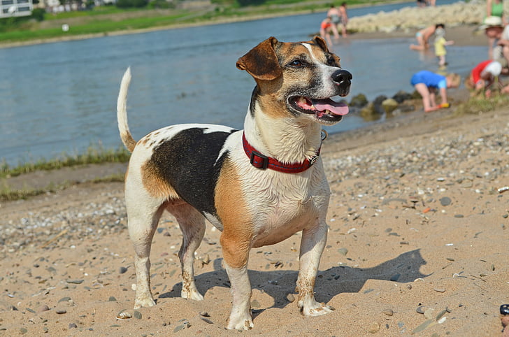 dog, terrier, beach, pet, snout, dog look, dog portrait