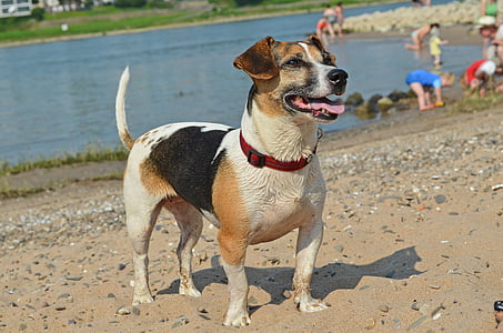 dog, terrier, beach, pet, snout, dog look, dog portrait