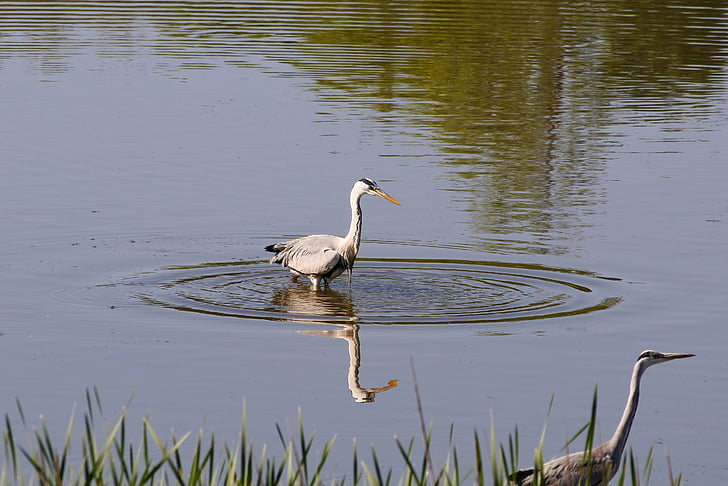 animal, river, waterside, wild birds, heron, gray heron, reflection