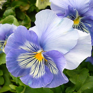 三色堇, 绽放, 花, 特写, 宏观, 淡紫色, 花