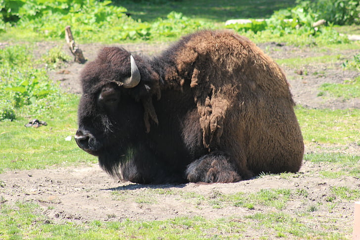 bison, zoo, wild, cattle, endangered, hoofed, wildlife