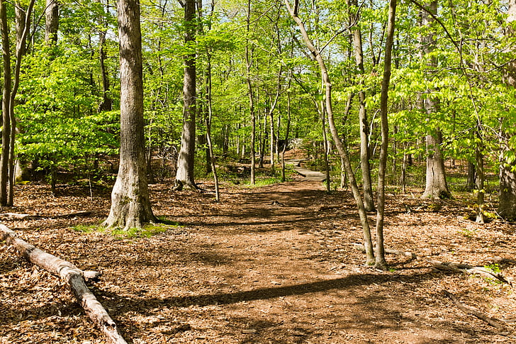 geitebukk trail, Maryland, bane, stien, fotturer, tre, skog