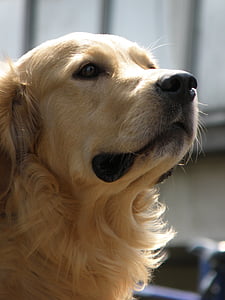 dog, head, snout, golden, retriever, muzzle, pets