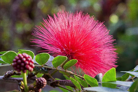 Calliandra haematocephala, Блоссом, Блум, листья, фрукты, завод, розовый