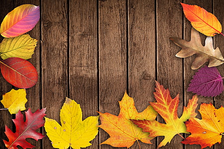 ősz, banner, poszter, szövegdoboz, Meghívó, megjelenítése, fa