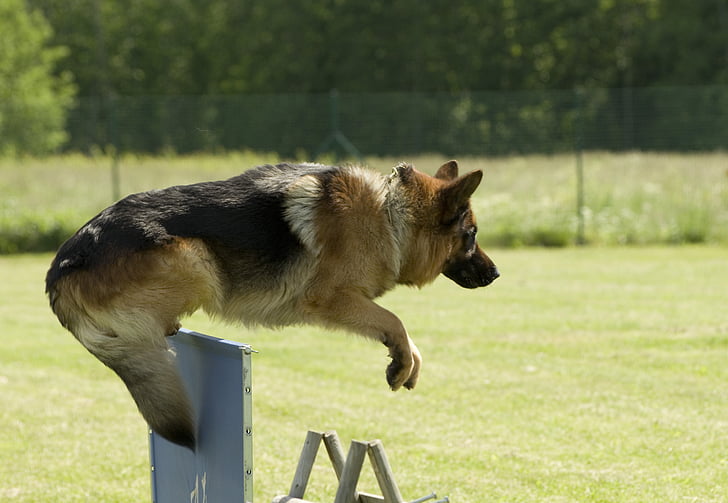 chien, berger allemand, saut d’obstacles, animal de compagnie