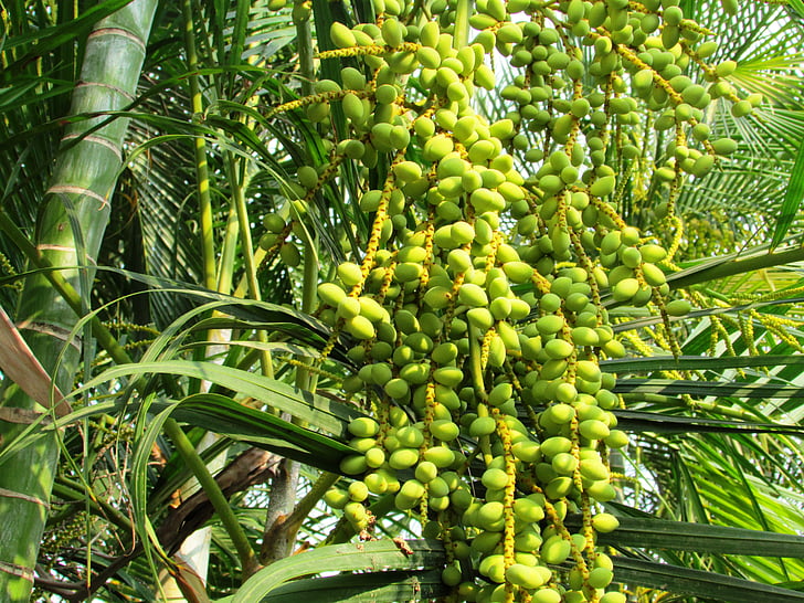 Palma de data, palmeira, Phoenix dactylifera, datas, Shimoga, Índia, verde