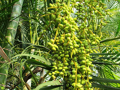 椰枣, 棕榈树, 凤凰 dactylifera, 日期, shimoga, 印度, 绿色