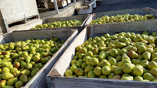 pears, bartlett pear, bartlett, healthy, fruit, food, fresh