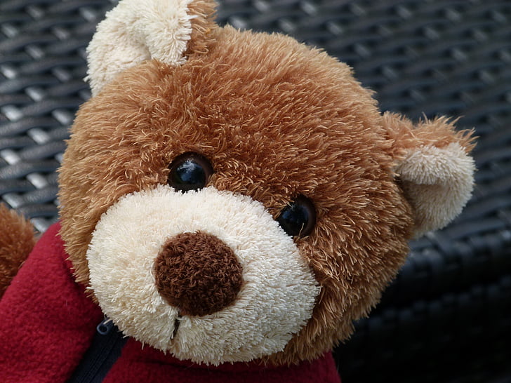 Teddy, oso de, tela, cara, juguete, infancia, Close-up