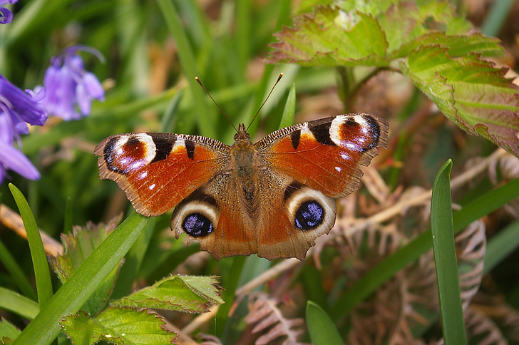 Peacock bướm, vĩ mô, Thiên nhiên, côn trùng, đầy màu sắc, ngụy trang, Sân vườn