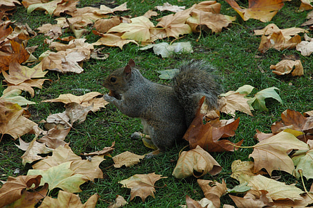 Wiewiórka, zwierząt, Park, jesień